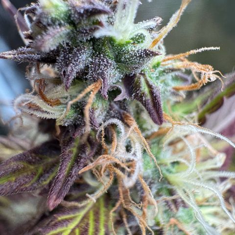 Forbidden Cherry #1 growlog timeline photo