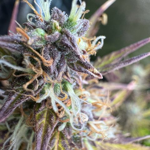 Forbidden Cherry #1 growlog timeline photo