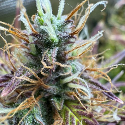 Forbidden Cherry #1 growlog timeline photo