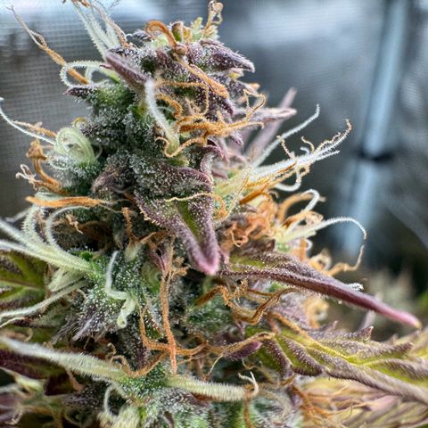 Forbidden Cherry #1 growlog timeline photo