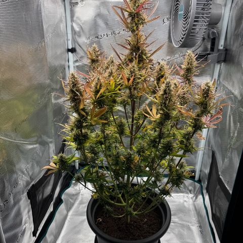 Forbidden Cherry #1 growlog timeline photo