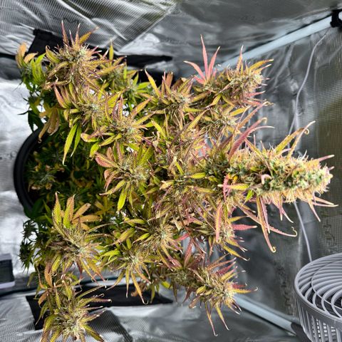 Forbidden Cherry #1 growlog timeline photo