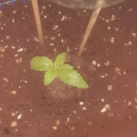 Pinguini kush growlog timeline photo