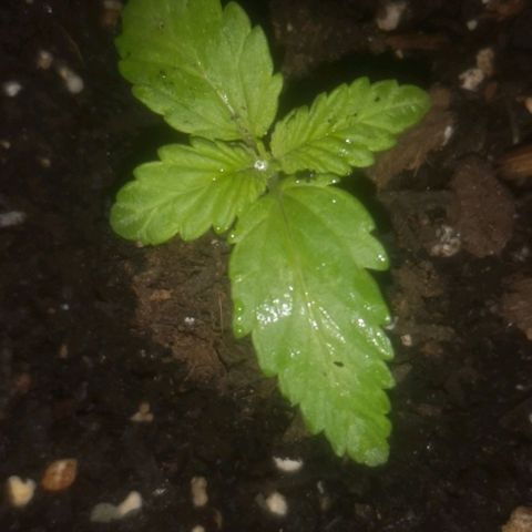 Pinguini kush growlog timeline photo