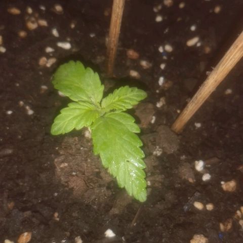 Pinguini kush growlog timeline photo