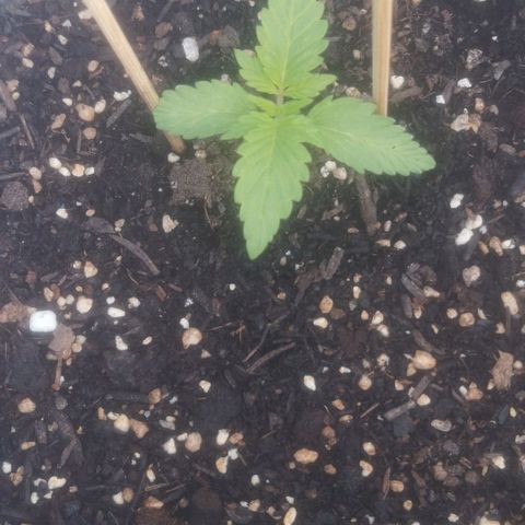 Pinguini kush growlog timeline photo
