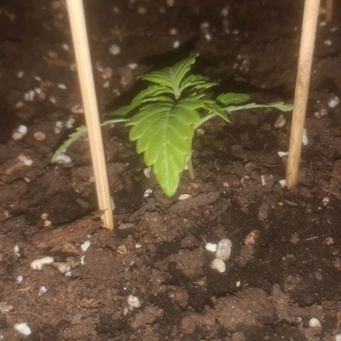 Pinguini kush growlog timeline photo