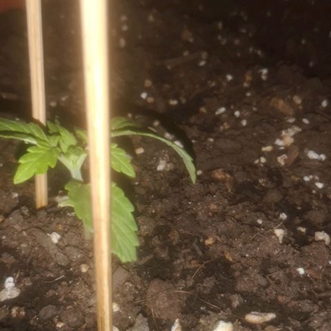 Pinguini kush growlog timeline photo