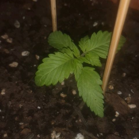 Pinguini kush growlog timeline photo