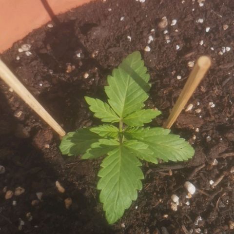 Pinguini kush growlog timeline photo