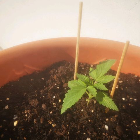 Pinguini kush growlog timeline photo