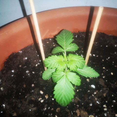 Pinguini kush growlog timeline photo