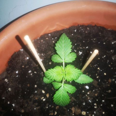 Pinguini kush growlog timeline photo