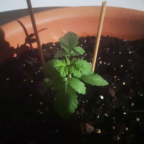 Pinguini kush growlog timeline photo