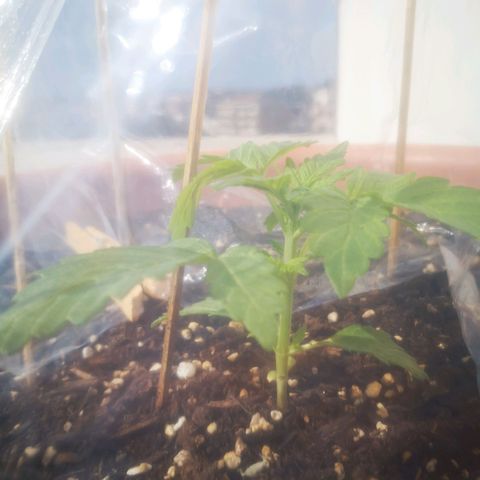 Pinguini kush growlog timeline photo
