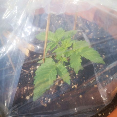 Pinguini kush growlog timeline photo