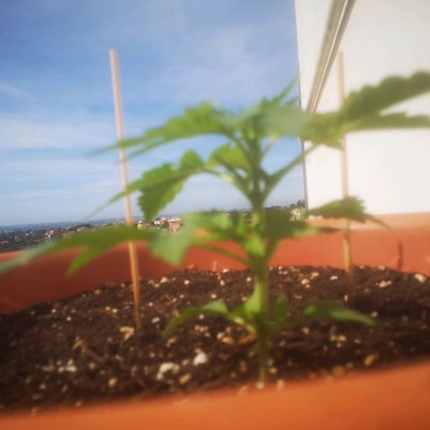 Pinguini kush growlog photo: Netto miglioramento 