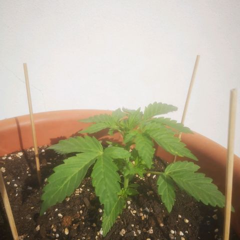 Pinguini kush growlog photo: Netto miglioramento 