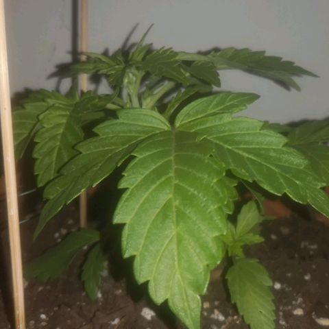 Pinguini kush growlog timeline photo