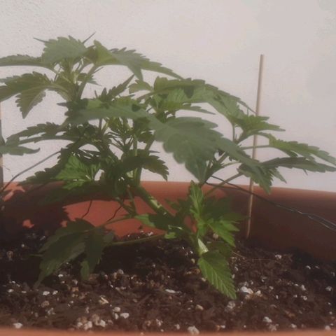 Pinguini kush growlog timeline photo