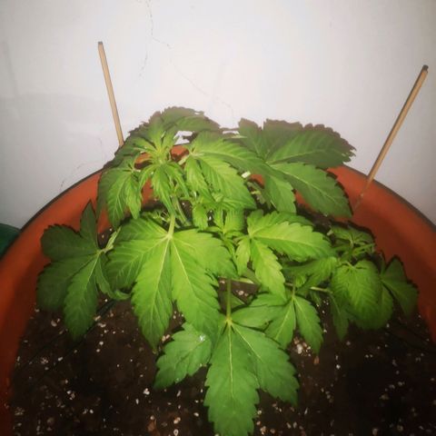 Pinguini kush growlog timeline photo