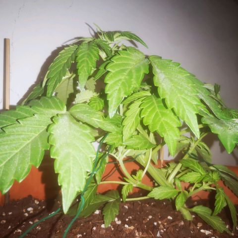 Pinguini kush growlog timeline photo