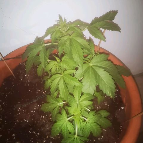 Pinguini kush growlog timeline photo