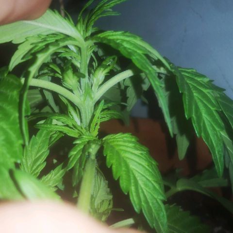 Pinguini kush growlog timeline photo