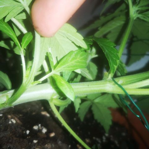 Pinguini kush growlog timeline photo