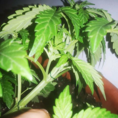 Pinguini kush growlog timeline photo