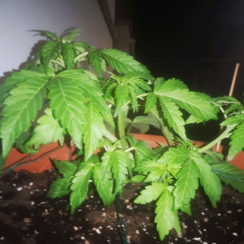Pinguini kush growlog timeline photo