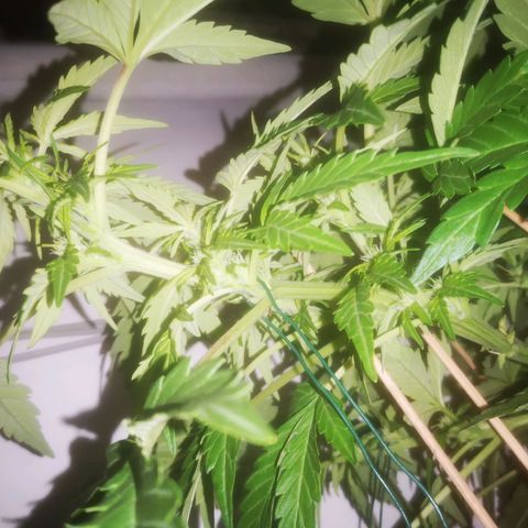 Pinguini kush growlog timeline photo