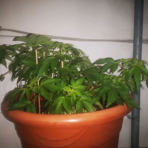 Pinguini kush growlog timeline photo