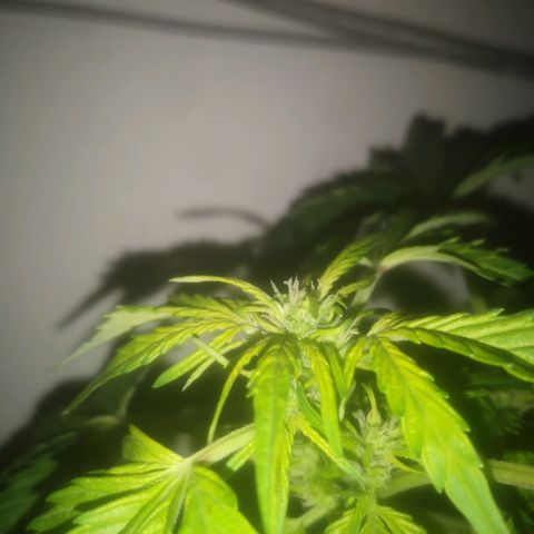 Pinguini kush growlog timeline photo