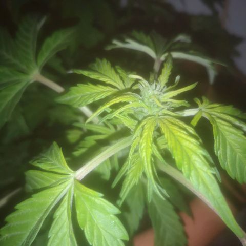 Pinguini kush growlog timeline photo