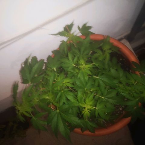 Pinguini kush growlog timeline photo