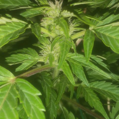 Pinguini kush growlog timeline photo