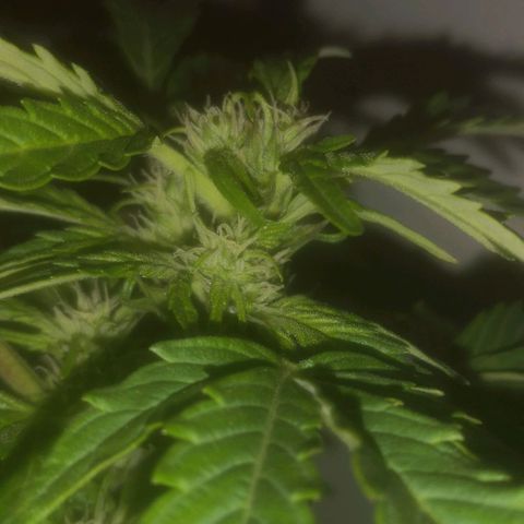 Pinguini kush growlog timeline photo