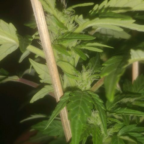 Pinguini kush growlog timeline photo