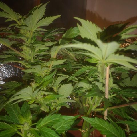 Pinguini kush growlog timeline photo