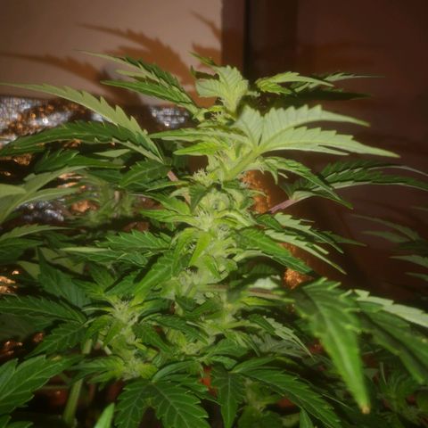 Pinguini kush growlog timeline photo