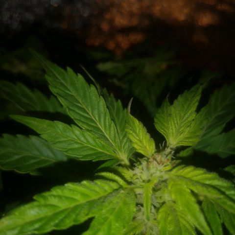 Pinguini kush growlog timeline photo