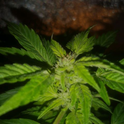 Pinguini kush growlog timeline photo