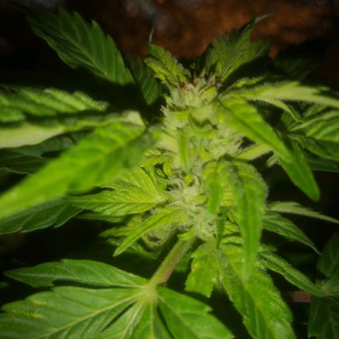Pinguini kush growlog timeline photo