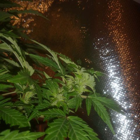 Pinguini kush growlog timeline photo