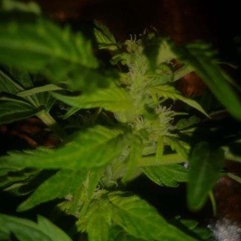 Pinguini kush growlog timeline photo