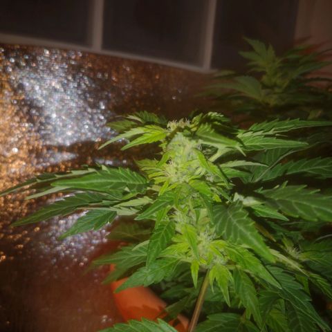 Pinguini kush growlog timeline photo