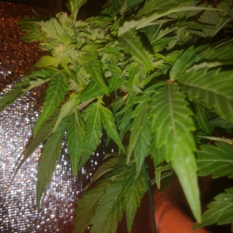 Pinguini kush growlog timeline photo
