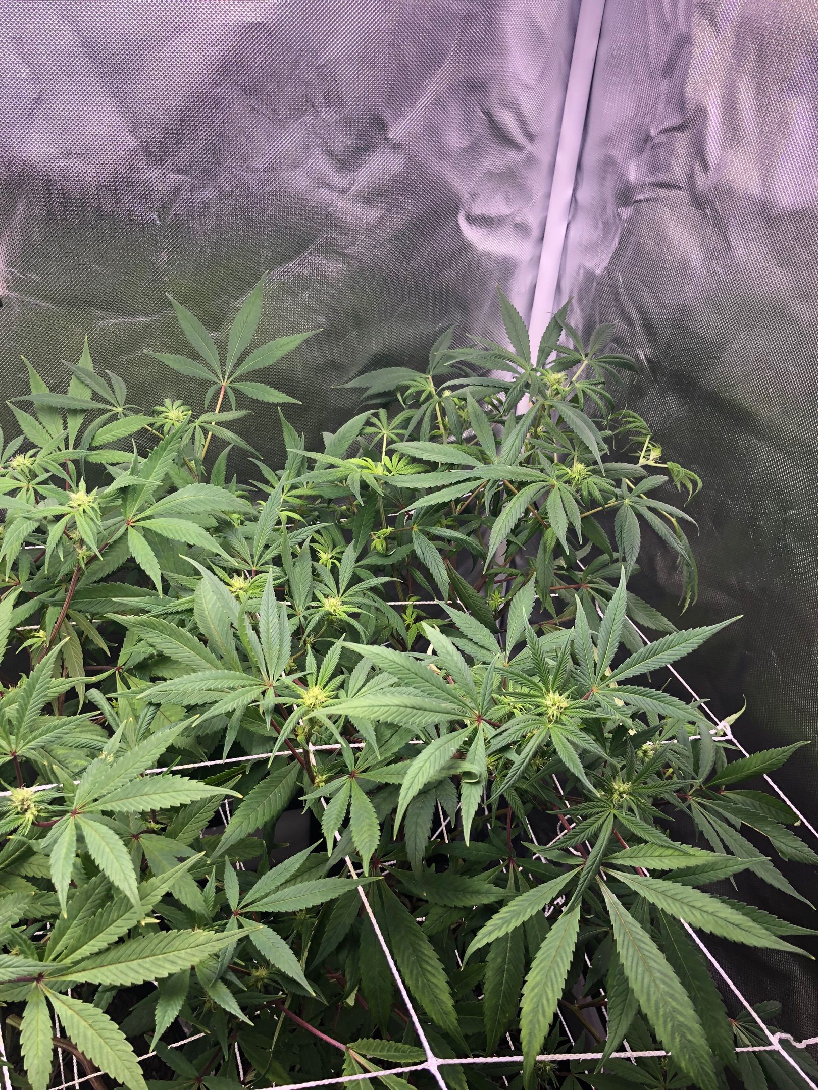 ZA CLONE growlog header