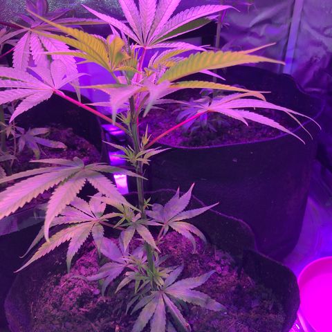 JANE 2 CLONE growlog timeline photo
